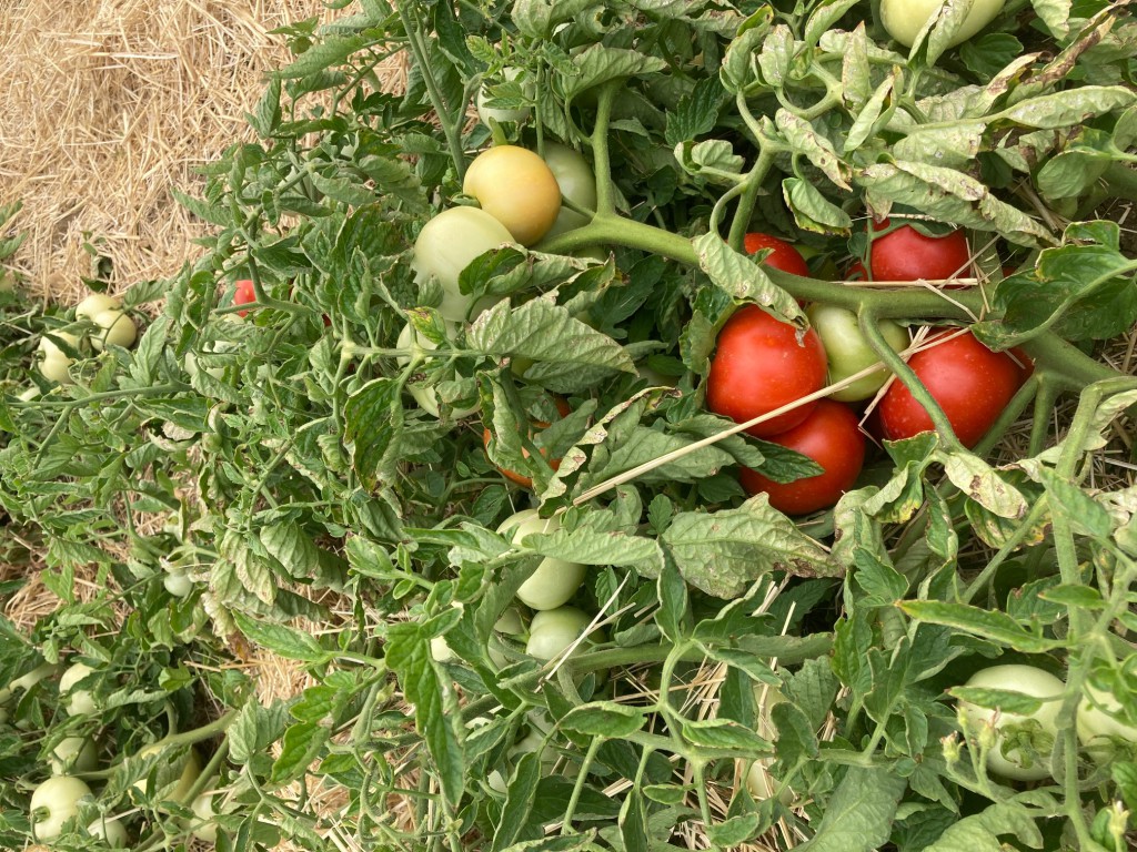 Cueillette Tomates 2022