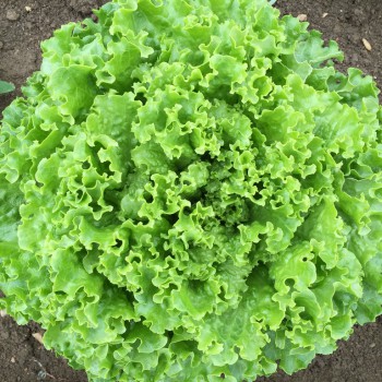 Salades AB